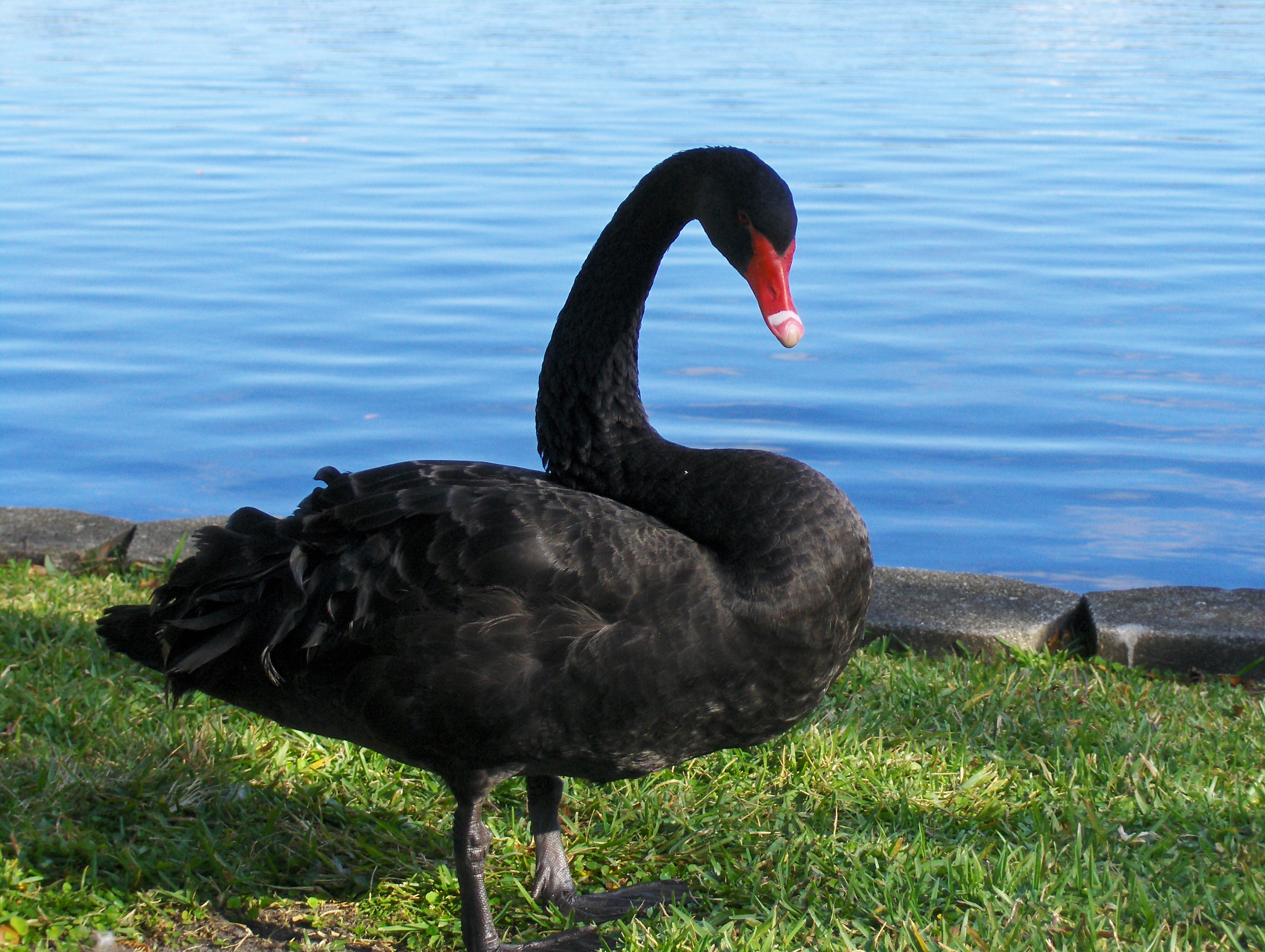 ThucyBlog n° 266 – Le bestiaire du risque : que disent ces animaux de notre temps ?